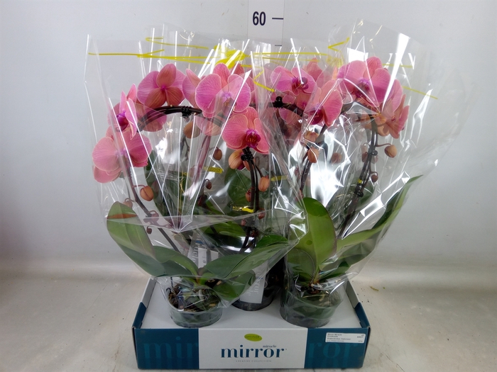 <h4>Phalaenopsis   ...orange</h4>