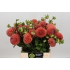 Dahlia Cornel Bronze