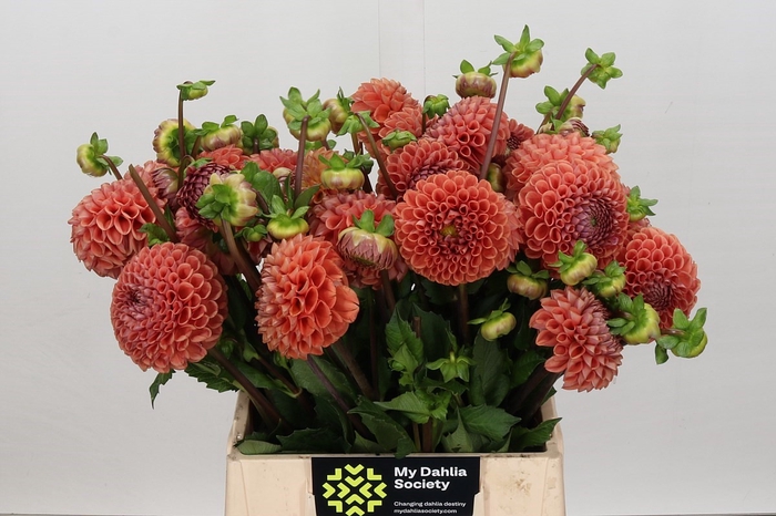 <h4>Dahlia Cornel Bronze</h4>