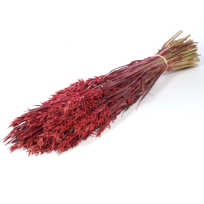 <h4>Haver (avena) Red</h4>