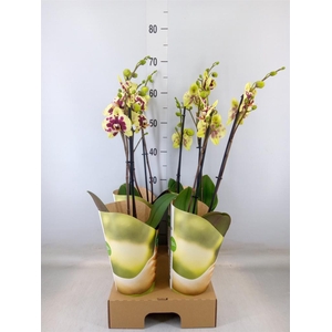 Phalaenopsis  'Ant Amadora'