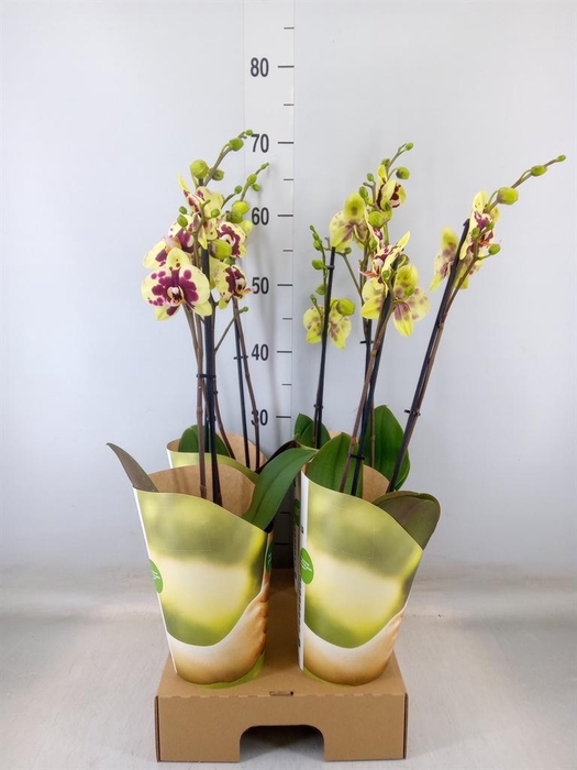 <h4>Phalaenopsis  'Ant Amadora'</h4>
