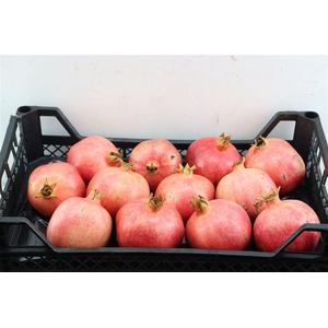 Sier Granaatappel Red X12 P Box