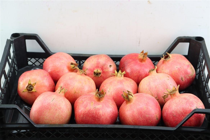 <h4>Sier Granaatappel Red X12 P Box</h4>