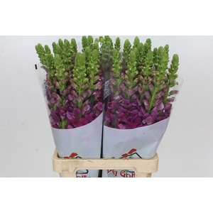 Antirrhinum Potomac Purple