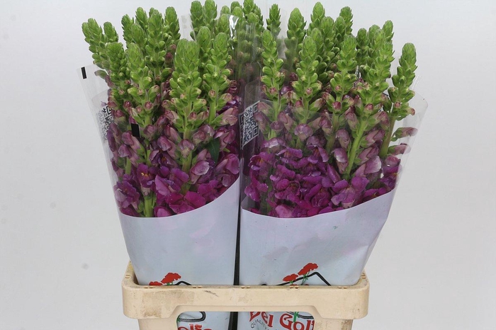 <h4>Antirrhinum Potomac Purple</h4>