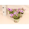 Petunia Sanguna Lilac Vein
