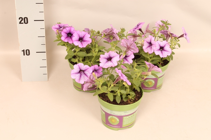 Petunia Sanguna Lilac Vein