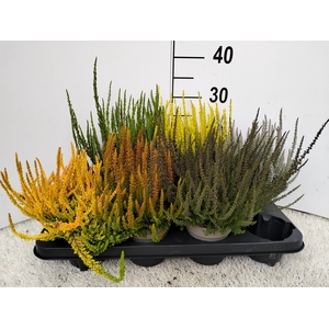Calluna Skyline mix