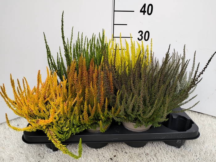 <h4>Calluna Skyline mix</h4>