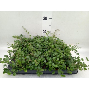 Pellaea rotundifolia