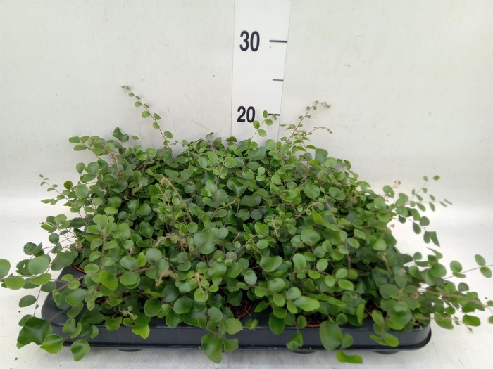 <h4>Pellaea rotundifolia</h4>