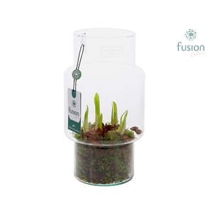 Green Bottle Sara Medium met Narcissus