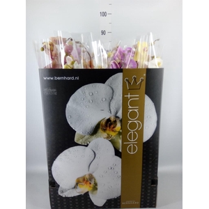 Phalaenopsis   ...mix  8