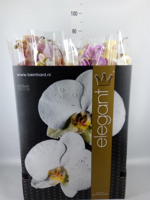 <h4>Phalaenopsis   ...mix  8</h4>