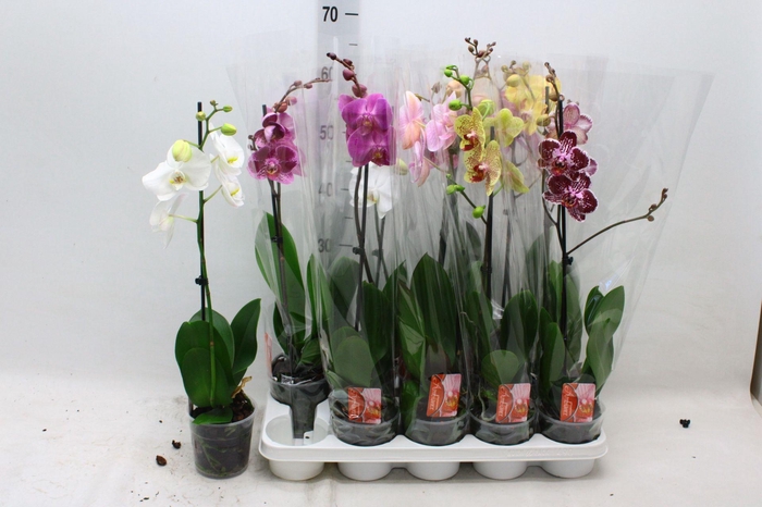 <h4>PHAL GEM</h4>