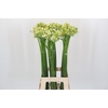 Ornithogalum Saundersiae