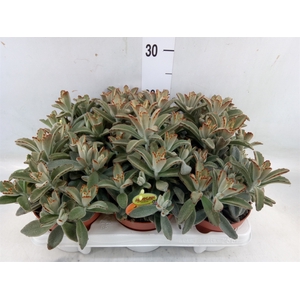 Kalanchoe NF tomentosa