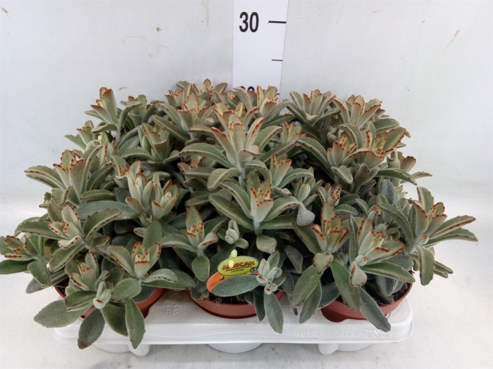 <h4>Kalanchoe NF tomentosa</h4>