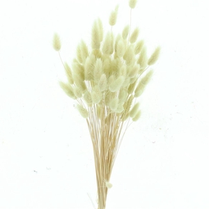 Dried Lagurus Bleached Minty Bs