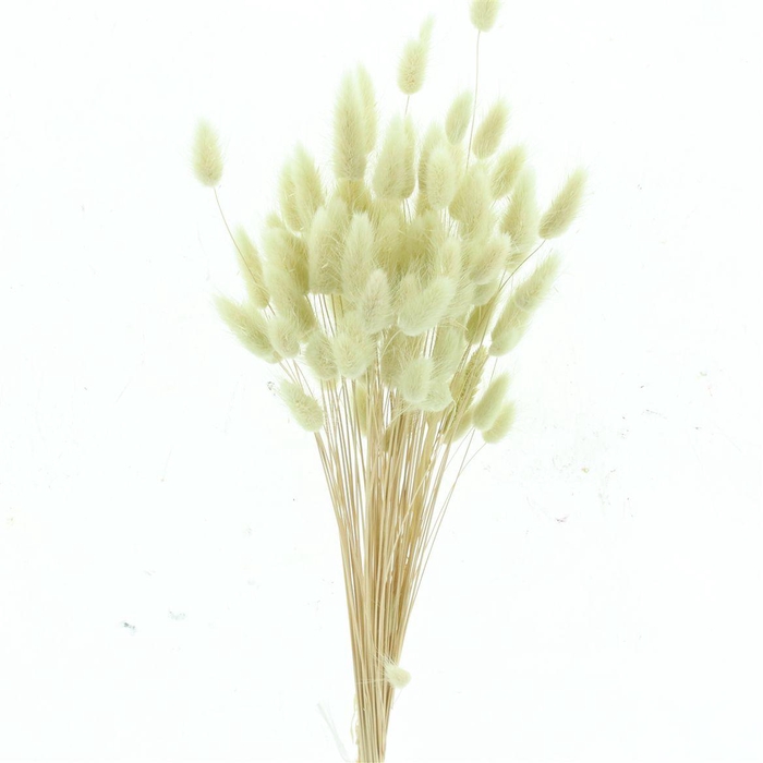 <h4>Dried Lagurus Bleached Minty Bs</h4>