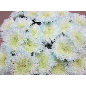 Chr G Etrusko Sweet Blauw