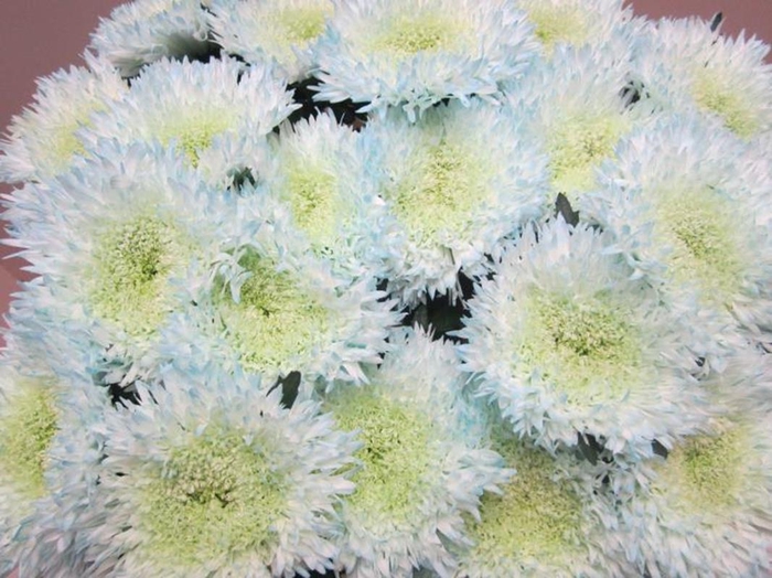 <h4>Chr G Etrusko Sweet Blauw</h4>