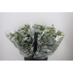 Euca Cinerea Short 150gr P Bunch
