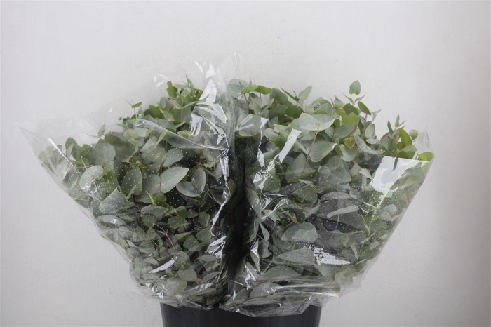 <h4>Euca Cinerea Short 150gr P Bunch</h4>