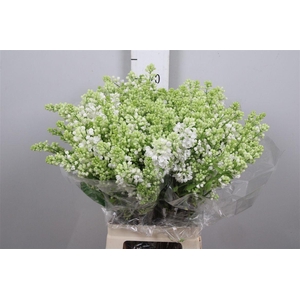 Syr V Mme Fl Stepman 4+