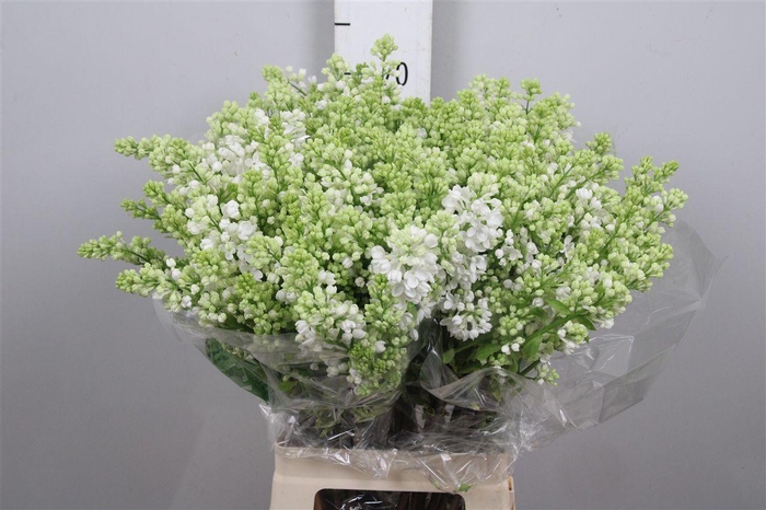 <h4>Syr V Mme Fl Stepman 4+</h4>