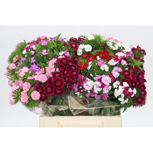 Dianthus Br Rainbow Mix