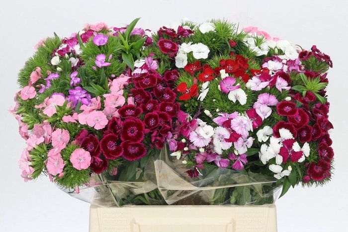 <h4>Dianthus Br Rainbow Mix</h4>