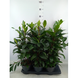 Ficus cyathistipula 'Compacta'