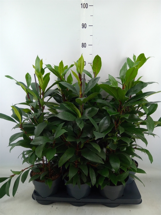 <h4>Ficus cyathistipula 'Compacta'</h4>