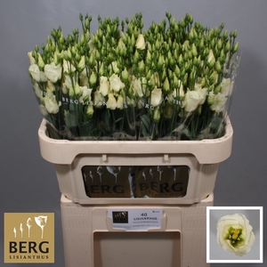 Lisianthus Piccolo Yellow