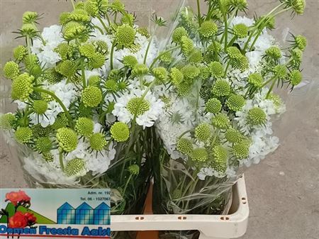 Scabiosa Focal Scoop White