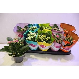 arr8 Kalanchoe Double Deluxe Mix