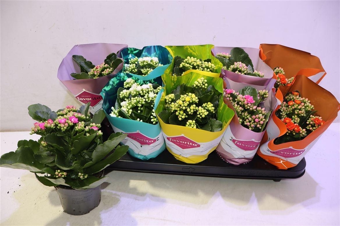 <h4>arr8 Kalanchoe Double Deluxe Mix</h4>