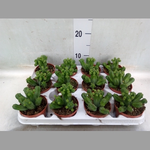 Euphorbia   ...