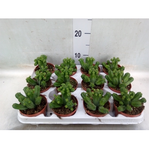 Euphorbia   ...