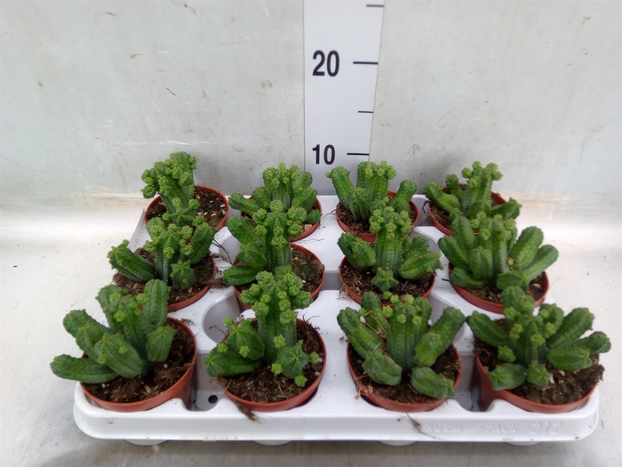 <h4>Euphorbia   ...</h4>