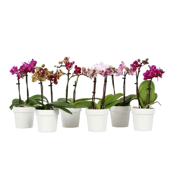 <h4>Sweety P7 Mix 2 spike in Flowerpot White</h4>