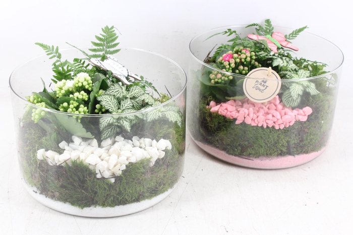 Arr2 Pl - Glas Cilin. 401/2 - Roze/wit