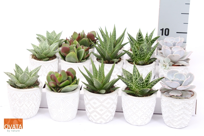 <h4>SUCC GEM 5 SRT</h4>