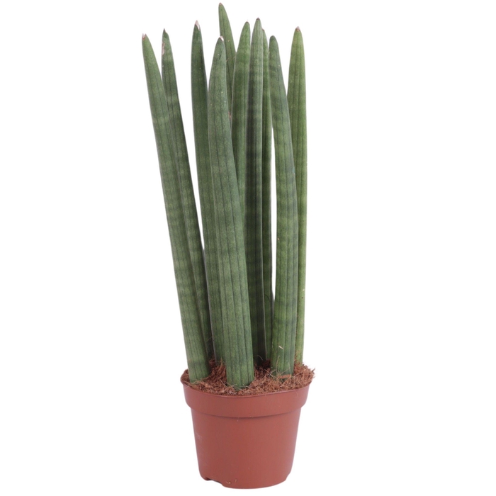 <h4>Sansevieria Cylindrica Straight 10 Leaf Ø12cm</h4>