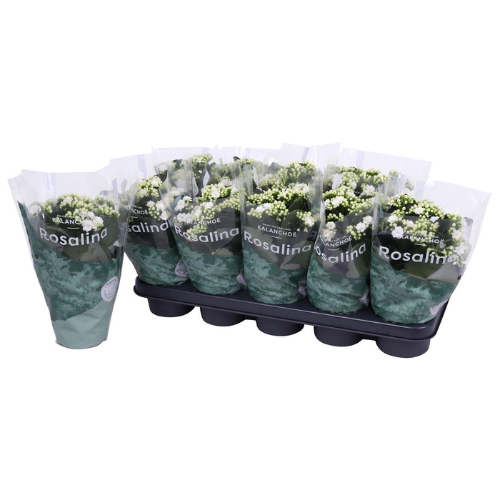 <h4>Kalan Gev Wit</h4>