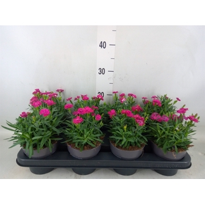 Dianthus car. 'Peman Violet'