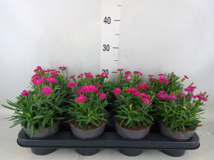 <h4>Dianthus car. 'Peman Violet'</h4>
