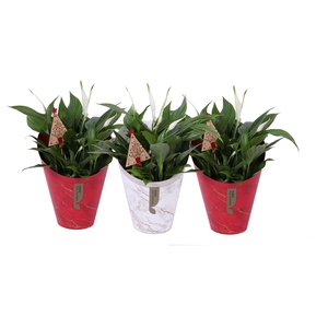 Spath Pearl Cupido Potcover Gifts